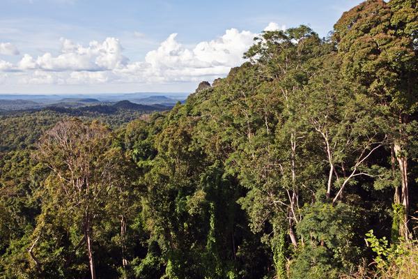 Carbon offsets from forest conservation